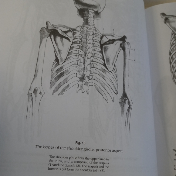 Cyclopedia Anatomicae. Anatomy's Book. Science book. Human Anatomy. Animal - Picture 6 of 16